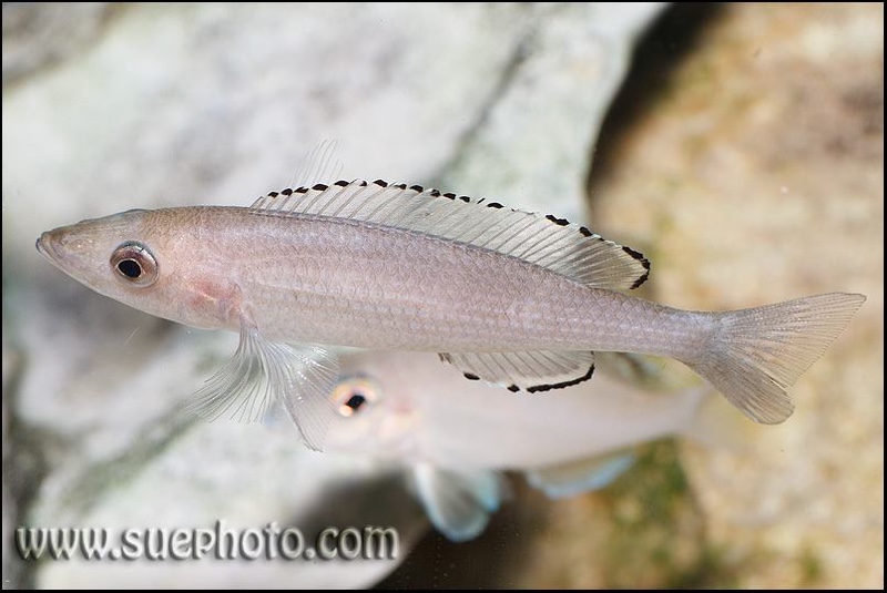 Paracyprichromis brieni 'Isanga Bay'